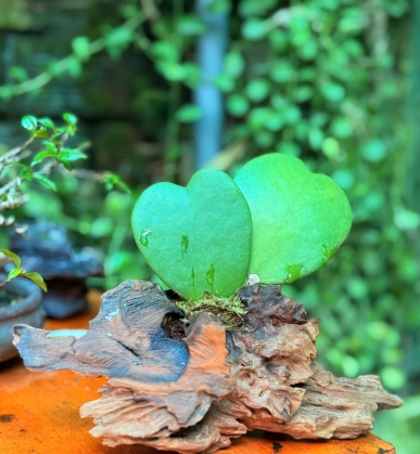 🌿 Quà tặng độc bản cho cô nàng bạn yêu. Khi yêu thương mang hình dáng của thiên nhiên