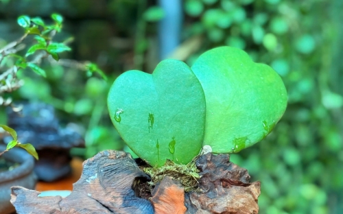 🌿 Quà tặng độc bản cho cô nàng bạn yêu. Khi yêu thương mang hình dáng của thiên nhiên